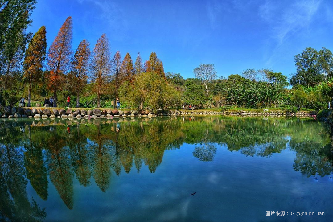 【新竹】柿在必行!伴隨秋風吹來的柿餅香氣,一同走入落羽松秘境!